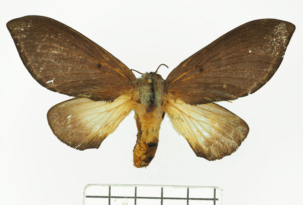 /filer/webapps/moths/media/images/E/enigmatica_Grellada_AF_Basquin.jpg