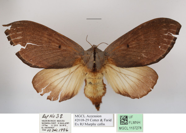 /filer/webapps/moths/media/images/E/enigmatica_Grellada_AF_MGCLa_01.JPG