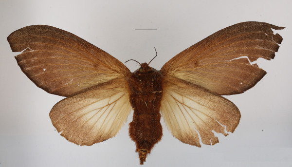 /filer/webapps/moths/media/images/E/enigmatica_Grellada_AF_MGCLb_01.JPG