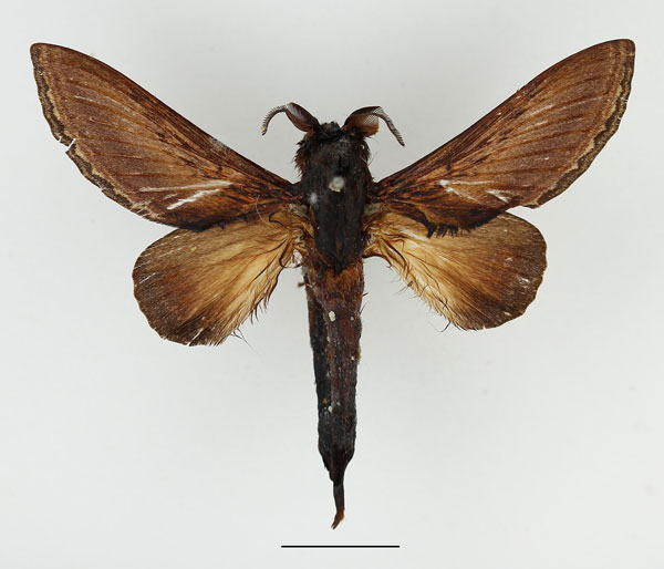 /filer/webapps/moths/media/images/E/enigmatica_Grellada_AM_Basquin.jpg