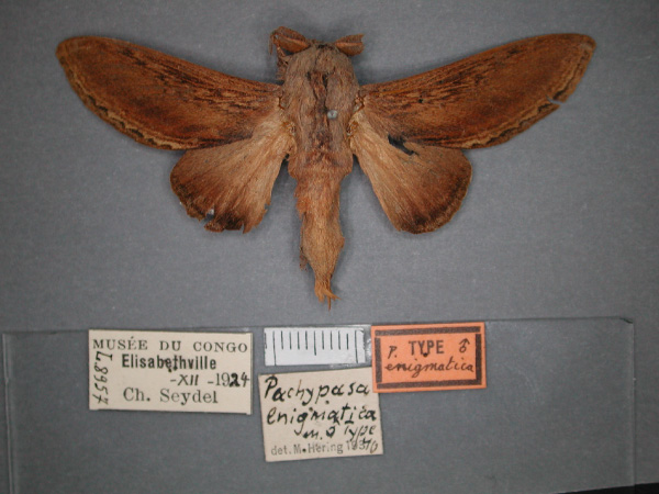 /filer/webapps/moths/media/images/E/enigmatica_Grellada_HT_RMCA_01.jpg