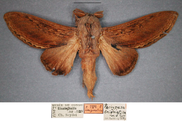 /filer/webapps/moths/media/images/E/enigmatica_Grellada_HT_RMCA_01_IvSfH66.jpg