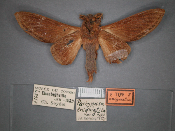 /filer/webapps/moths/media/images/E/enigmatica_Grellada_HT_RMCA_02.jpg