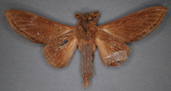 /filer/webapps/moths/media/images/E/enigmatica_Grellada_HT_RMCA_02_QgSLHxX.jpg