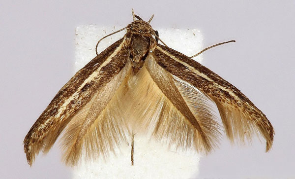 /filer/webapps/moths/media/images/E/enigmella_Scythris_HT_BMNH.jpg