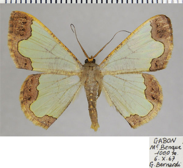 /filer/webapps/moths/media/images/E/enippe_Zamarada_AM_ZSMa.jpg