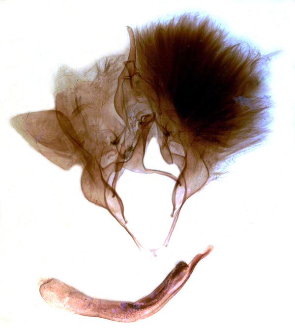 /filer/webapps/moths/media/images/E/enmonodiana_Hypopyra_GM_MSNM_Berio706.jpg
