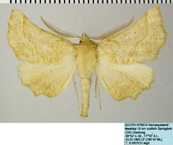 /filer/webapps/moths/media/images/E/ennomaria_Drepanogynis_AM_ZSMa.jpg