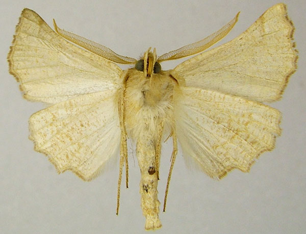 /filer/webapps/moths/media/images/E/ennomaria_Drepanogynis_AM_ZSMb.jpg