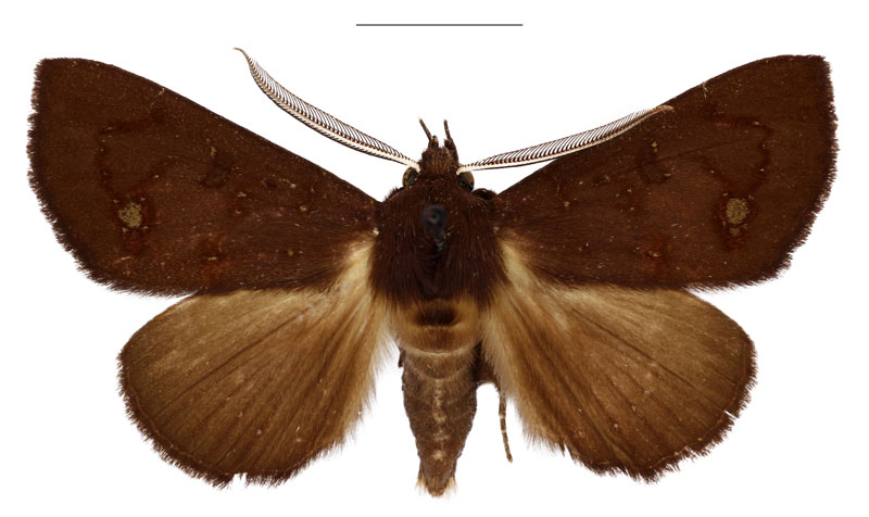 /filer/webapps/moths/media/images/E/ennomoides_Platyja_HT_BMNH.jpg