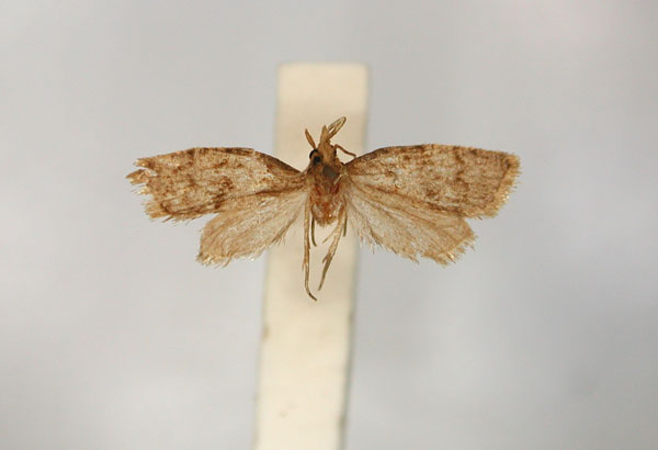 /filer/webapps/moths/media/images/E/enochlodes_Clepsis_LT_RMCA_01.jpg