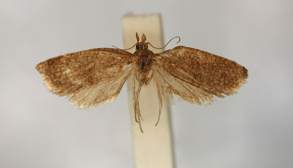/filer/webapps/moths/media/images/E/enochlodes_Clepsis_PLT1_RMCA_01.jpg