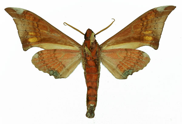 /filer/webapps/moths/media/images/E/enodia_Polyptychus_AM_Basquin_01b.jpg