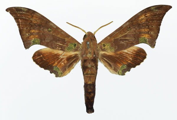 /filer/webapps/moths/media/images/E/enodia_Polyptychus_AM_Basquin_02.jpg