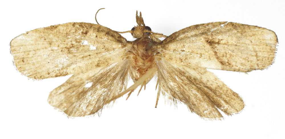 /filer/webapps/moths/media/images/E/enoicylus_Cornips_HT_RMCA.jpg