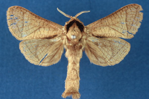 /filer/webapps/moths/media/images/E/entebbeensis_Haberlandia_HT_NMK.jpg