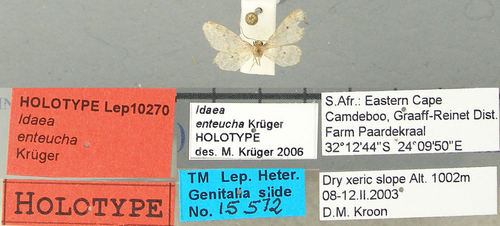 /filer/webapps/moths/media/images/E/enteucha_Idaea_HT_TMSA.jpg
