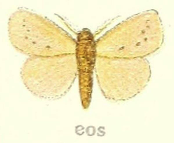 /filer/webapps/moths/media/images/E/eos_Laelia_HT_Hering_21g.jpg