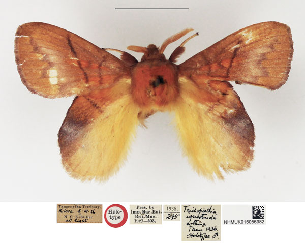 /filer/webapps/moths/media/images/E/eothina_Trichopisthia_HT_NHMUK.jpg