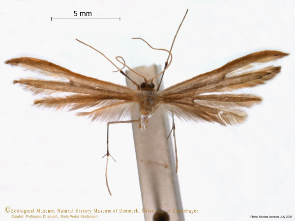 /filer/webapps/moths/media/images/E/eparches_Picardia_A_ZMUC.jpg