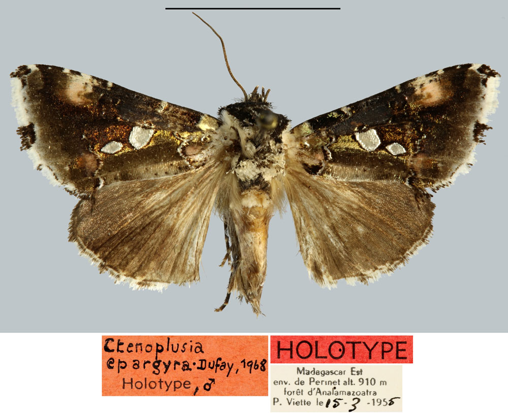 /filer/webapps/moths/media/images/E/epargyra_Plusia_HT_MNHN.jpg