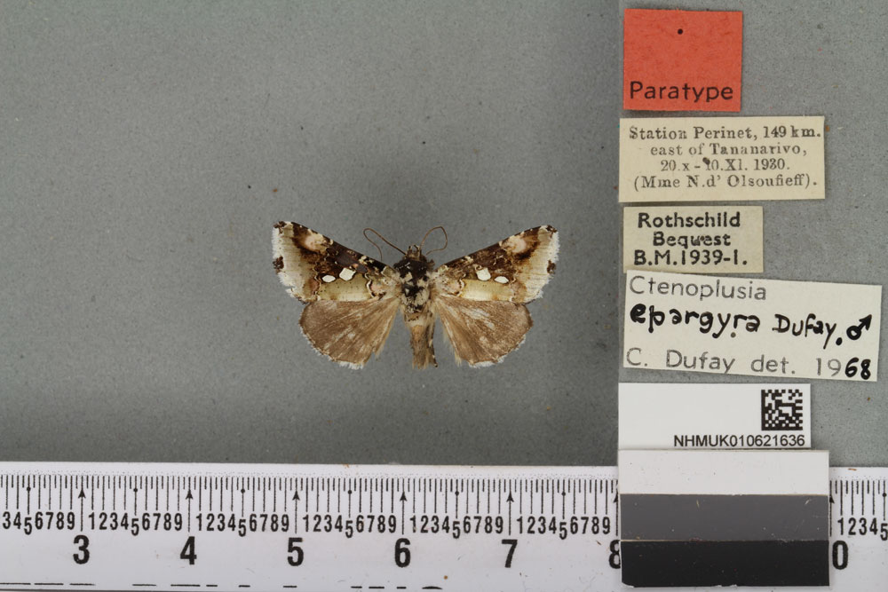 /filer/webapps/moths/media/images/E/epargyra_Plusia_PTM_BMNH_02a.jpg
