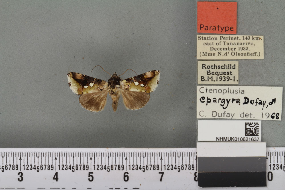 /filer/webapps/moths/media/images/E/epargyra_Plusia_PTM_BMNH_03a.jpg