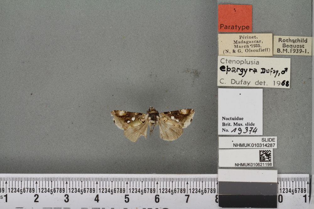 /filer/webapps/moths/media/images/E/epargyra_Plusia_PT_BMNHa.jpg