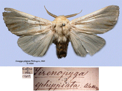 /filer/webapps/moths/media/images/E/ephippiata_Sirenopyga_HT_SNHMa.jpg
