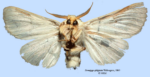 /filer/webapps/moths/media/images/E/ephippiata_Sirenopyga_HT_SNHMb.jpg