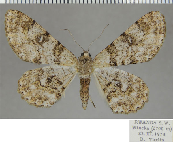 /filer/webapps/moths/media/images/E/epiclithra_Cleora_AF_ZSM_01.jpg