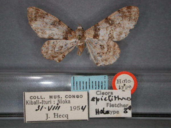 /filer/webapps/moths/media/images/E/epiclithra_Cleora_HT_RMCA_01.jpg