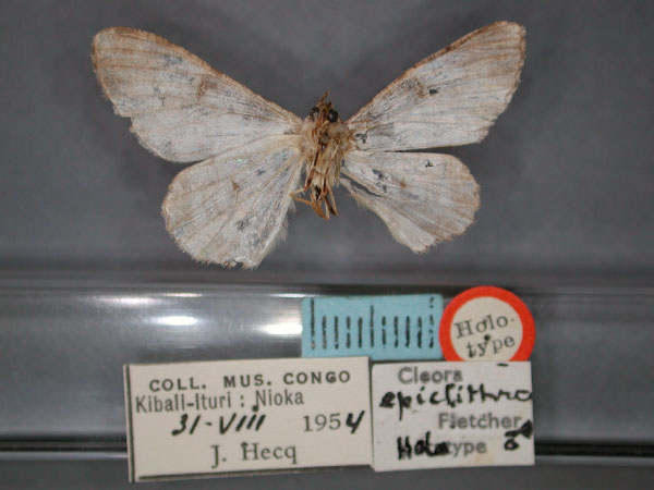 /filer/webapps/moths/media/images/E/epiclithra_Cleora_HT_RMCA_02.jpg