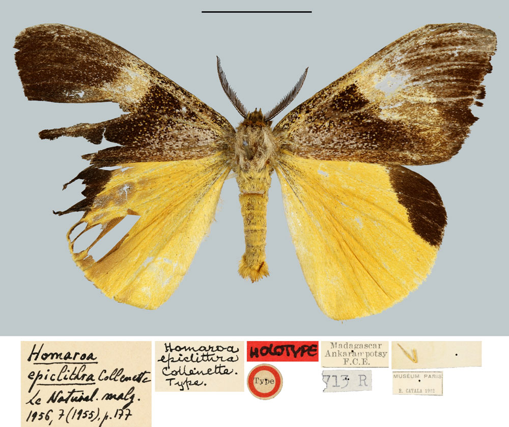 /filer/webapps/moths/media/images/E/epiclithra_Homaroa_HT_MNHN.jpg