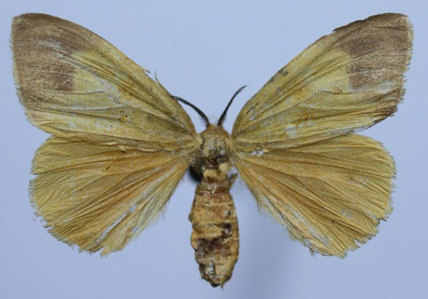 /filer/webapps/moths/media/images/E/epiclithra_Sychnacedes_AF_Efremenkoa.jpg