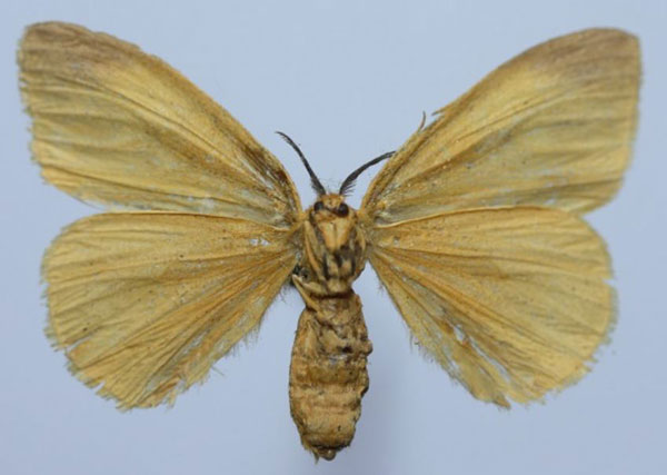 /filer/webapps/moths/media/images/E/epiclithra_Sychnacedes_AF_Efremenkob.jpg