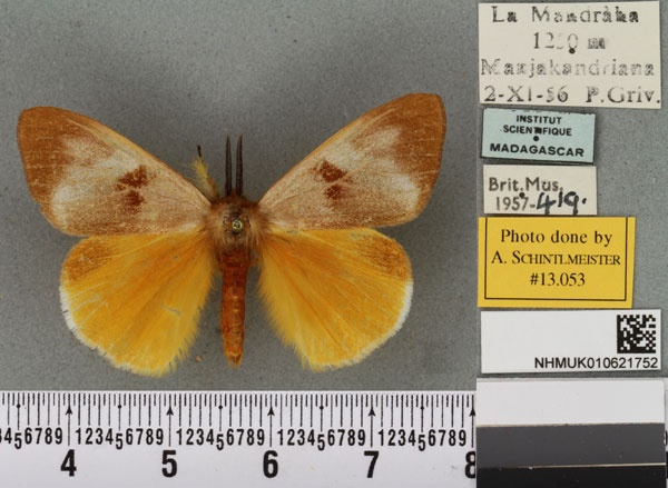 /filer/webapps/moths/media/images/E/epiclithra_Sychnacedes_AM_BMNHa.jpg