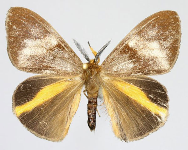 /filer/webapps/moths/media/images/E/epiclithra_Sychnacedes_AM_Romyalda.jpg