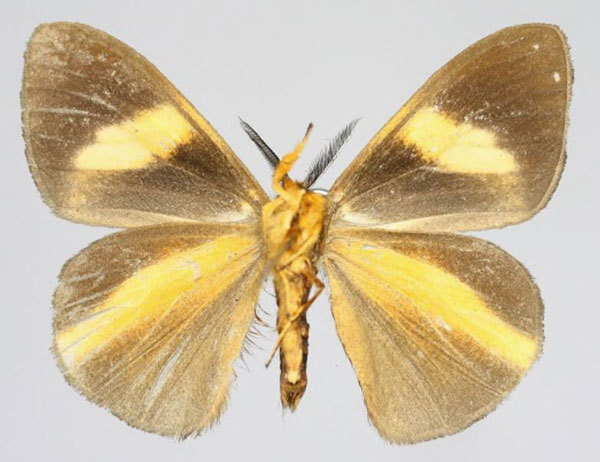 /filer/webapps/moths/media/images/E/epiclithra_Sychnacedes_AM_Romyaldb.jpg