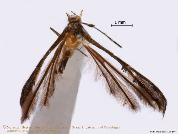 /filer/webapps/moths/media/images/E/epidectis_Oxyptilus_A_ZMUC.jpg