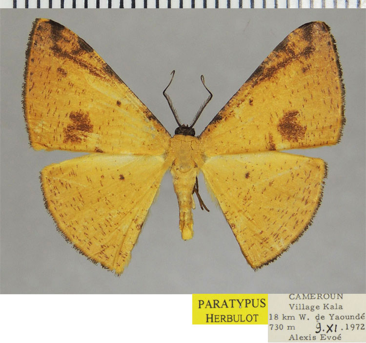 /filer/webapps/moths/media/images/E/epigynopteryx_Pigiopsis_PTF_ZSM.jpg