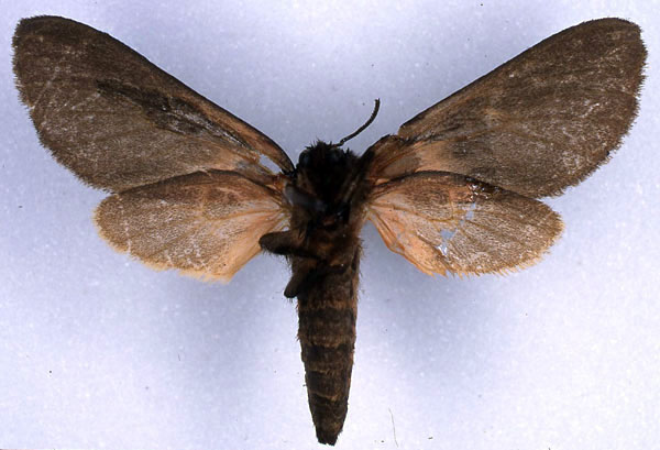 /filer/webapps/moths/media/images/E/epimela_Metarctia_AT_ZSM_02.jpg