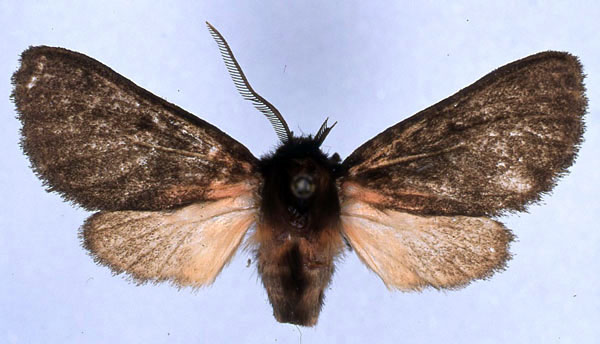 /filer/webapps/moths/media/images/E/epimela_Metarctia_HT_ZSM_01.jpg