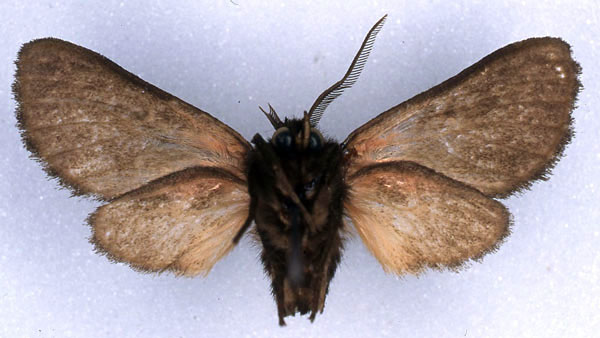 /filer/webapps/moths/media/images/E/epimela_Metarctia_HT_ZSM_02.jpg