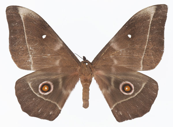 /filer/webapps/moths/media/images/E/epimethea_Imbrasia_AF_Basquina.jpg