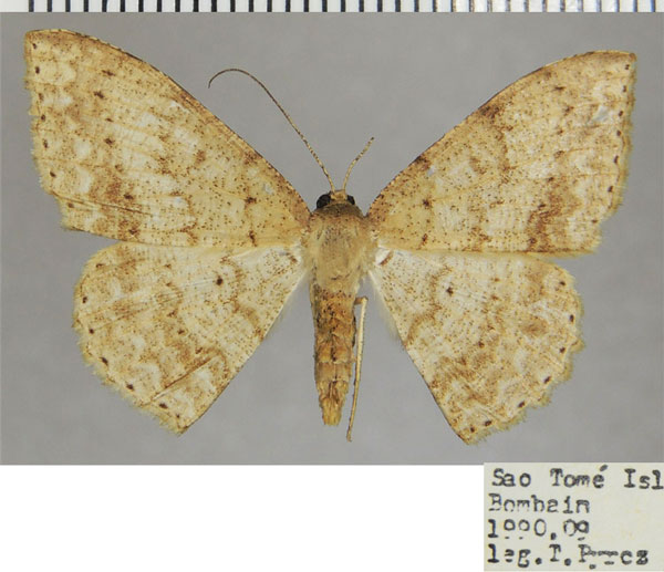 /filer/webapps/moths/media/images/E/epinephela_Luxiaria_AF_ZSMa.jpg