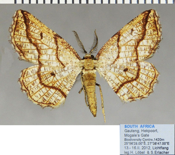 /filer/webapps/moths/media/images/E/epione_Drepanogynis_AM_ZSMa.jpg