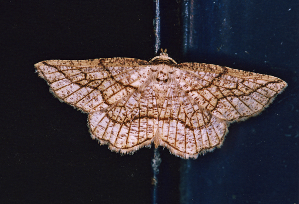/filer/webapps/moths/media/images/E/epione_Drepanogynis_A_Roland_03.jpg