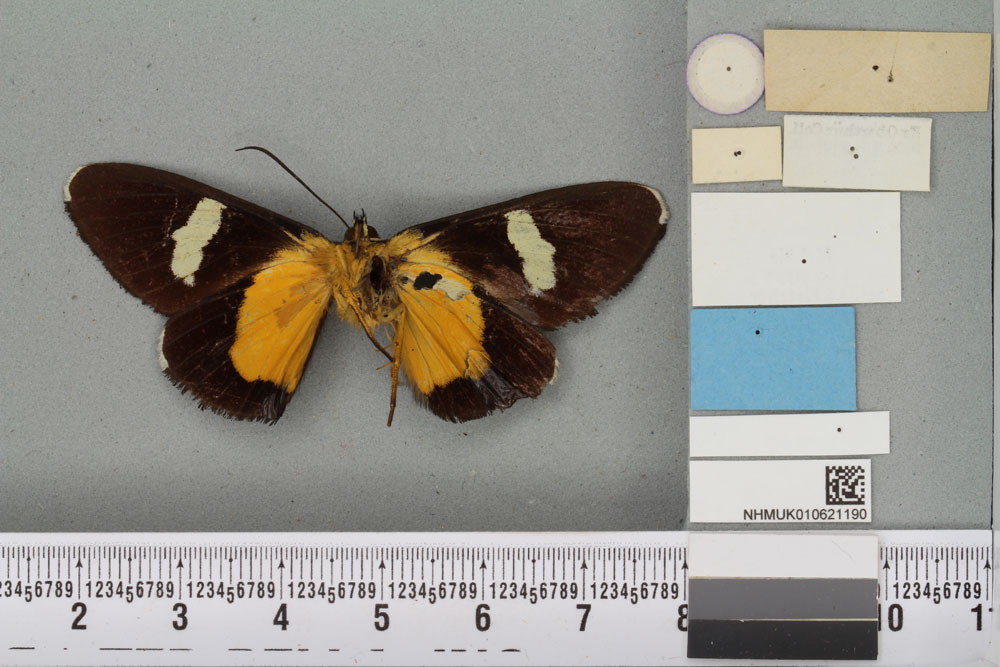 /filer/webapps/moths/media/images/E/epipales_Agarista_LT_BMNHb.jpg