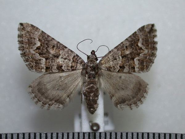 /filer/webapps/moths/media/images/E/epipercna_Entephria_A_Revell.jpg